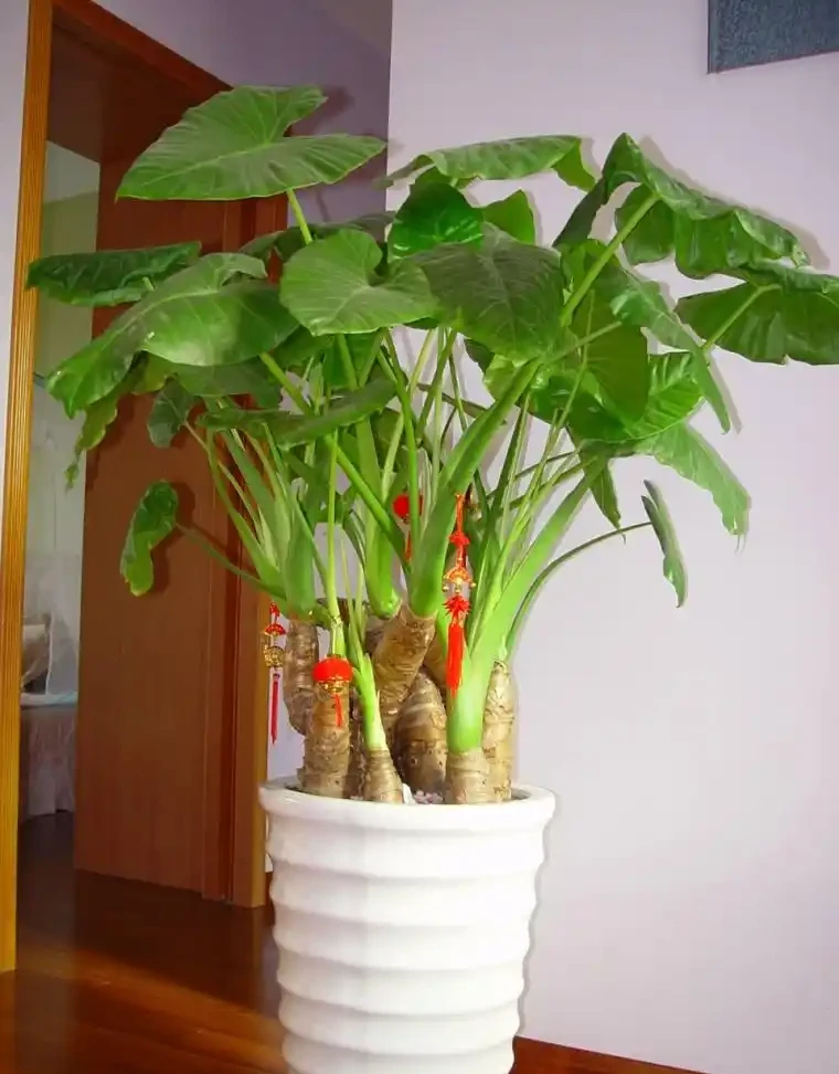 海芋有毒,還養嗎?花友:好看又好養的花,值得養