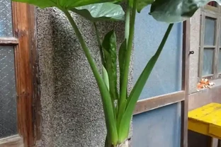 海芋有毒，還養嗎？花友：好看又好養的花，值得養