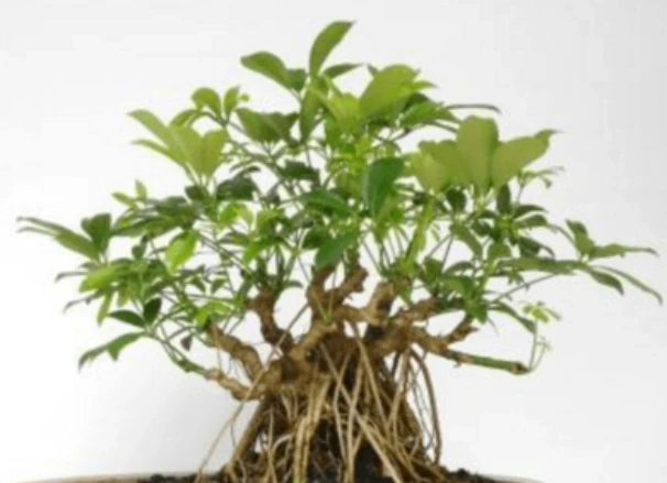 鵝掌藤施肥方法和細節!