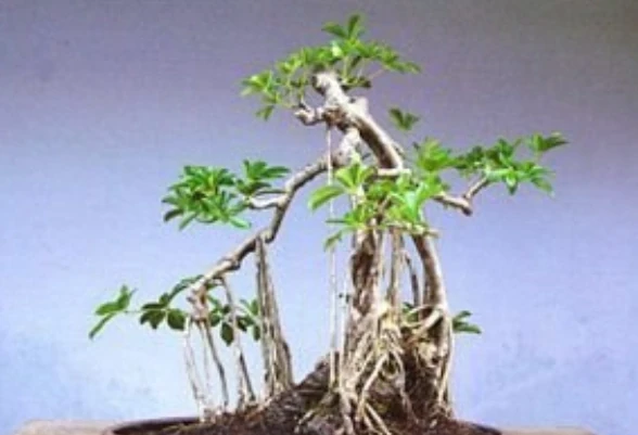 鵝掌藤施肥方法和細節!