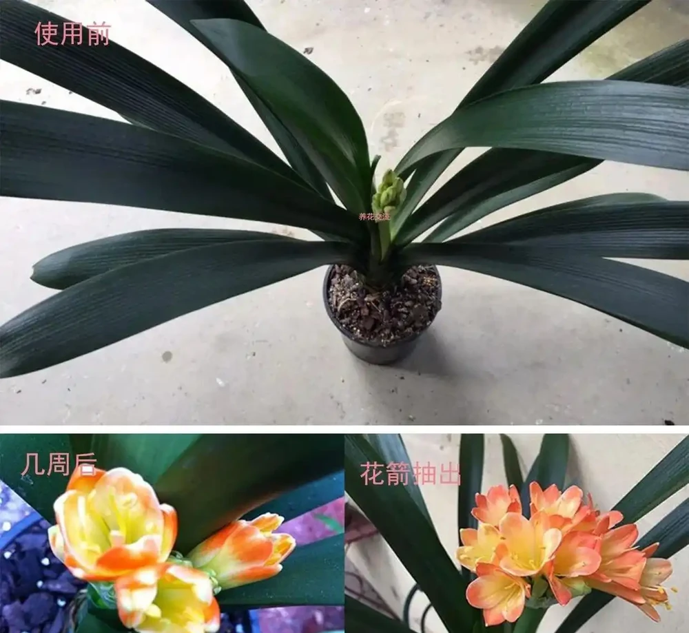 啤酒澆花到底是謠言,還是真的有效果,實踐出真知,用過才知道