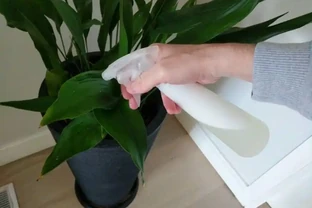 啤酒澆花到底是謠言，還是真的有效果，實踐出真知，用過才知道