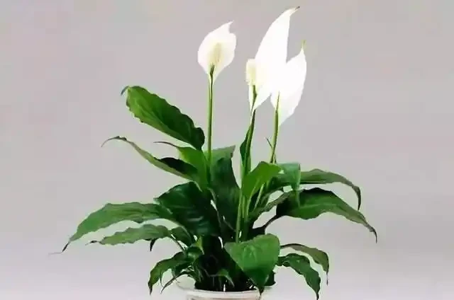 水耕白鶴芋,做好這幾步,就能養的枝繁葉茂