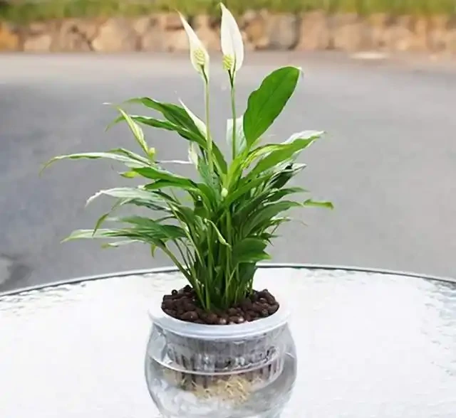 水耕白鶴芋,做好這幾步,就能養的枝繁葉茂