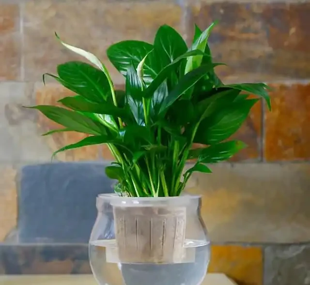水耕白鶴芋,做好這幾步,就能養的枝繁葉茂