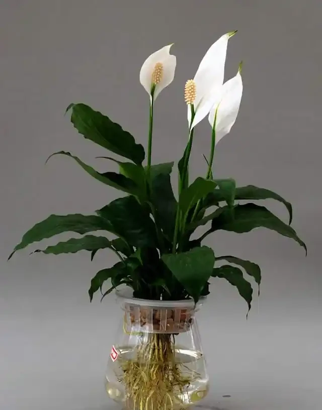 水耕白鶴芋,做好這幾步,就能養的枝繁葉茂