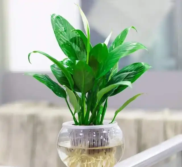 水耕白鶴芋,做好這幾步,就能養的枝繁葉茂