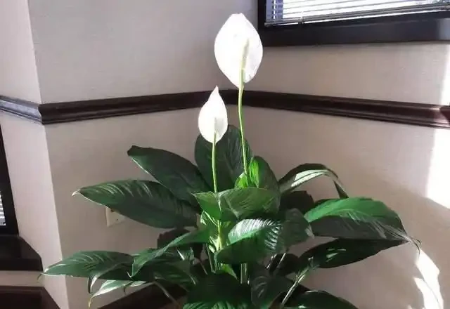 水耕白鶴芋,做好這幾步,就能養的枝繁葉茂