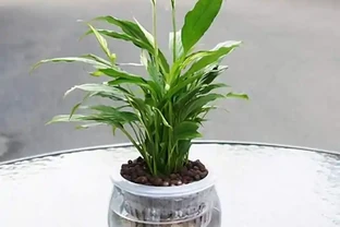 水耕白鶴芋，做好這幾步，就能養的枝繁葉茂
