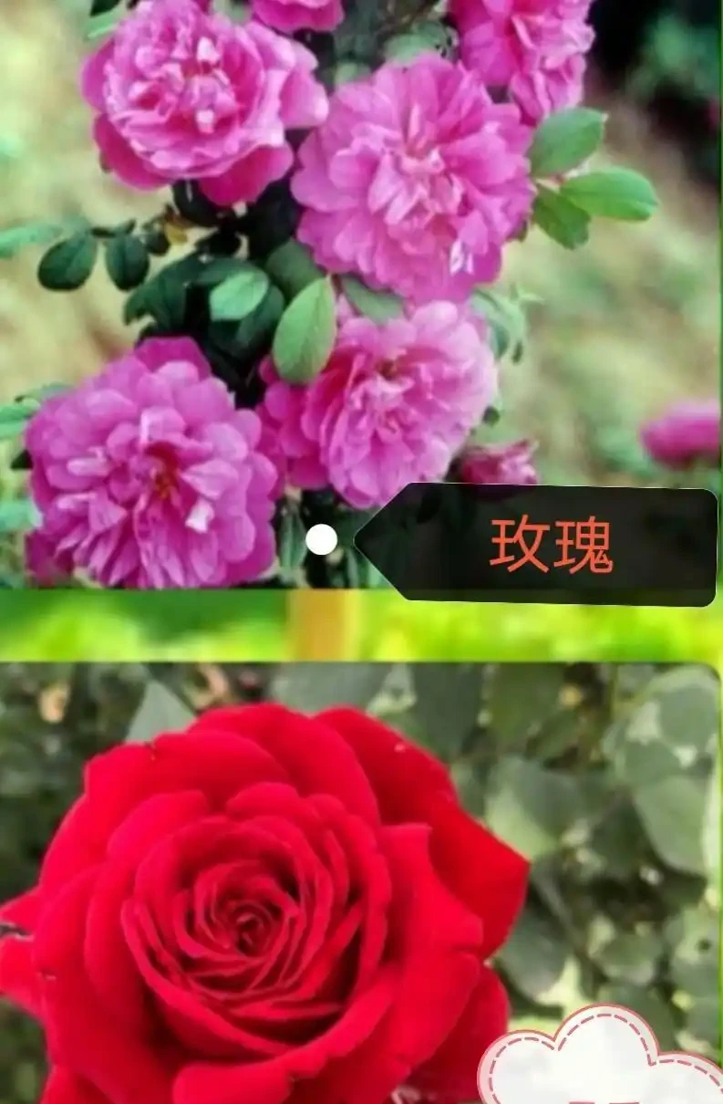 教你學會怎樣區分玫瑰和玫瑰,10種值得收藏的最全方法