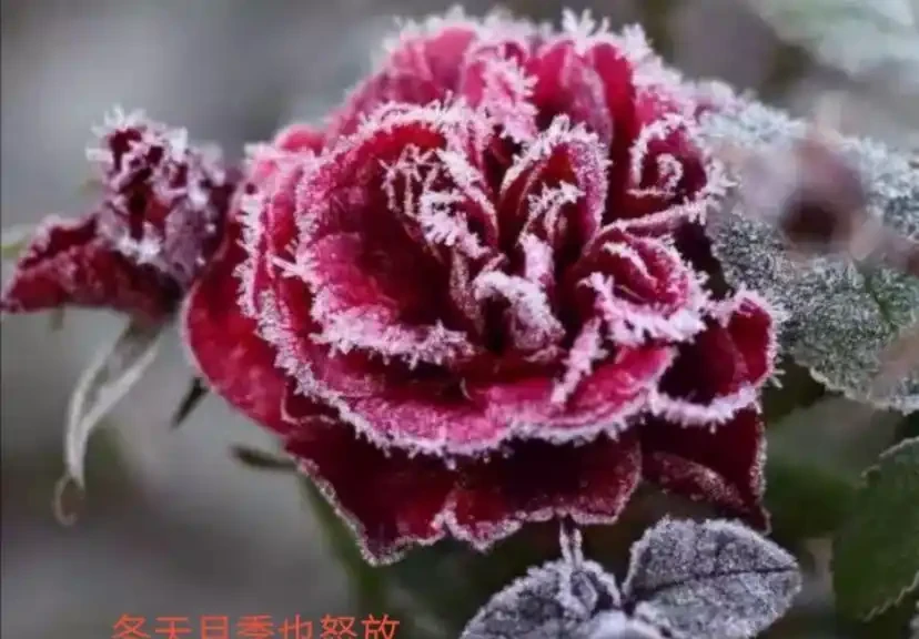 教你學會怎樣區分玫瑰和玫瑰,10種值得收藏的最全方法
