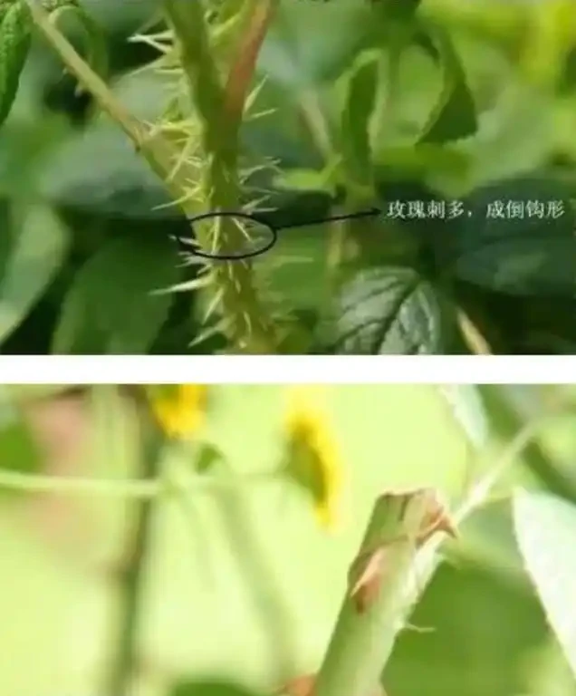 教你學會怎樣區分玫瑰和玫瑰,10種值得收藏的最全方法