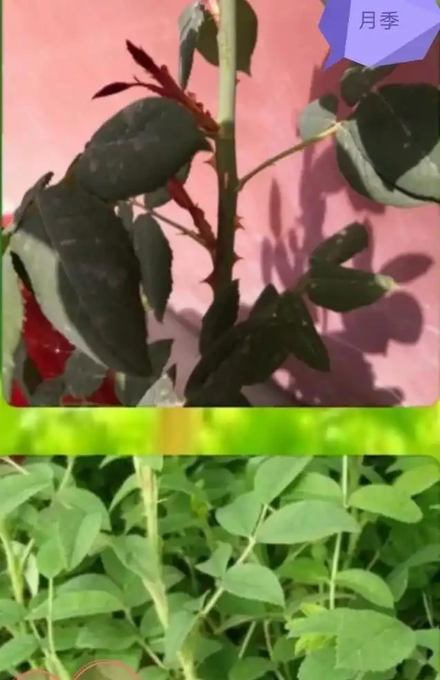 教你學會怎樣區分玫瑰和玫瑰,10種值得收藏的最全方法