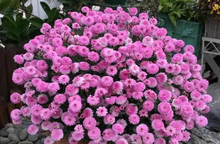 開花植物「促花肥」有3種,植物不同要合理選擇,不能盲目使用!