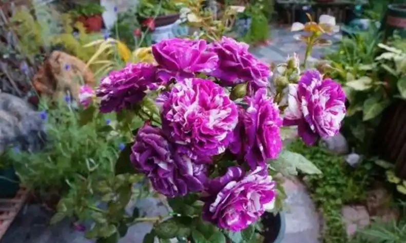 開花植物「促花肥」有3種,植物不同要合理選擇,不能盲目使用!