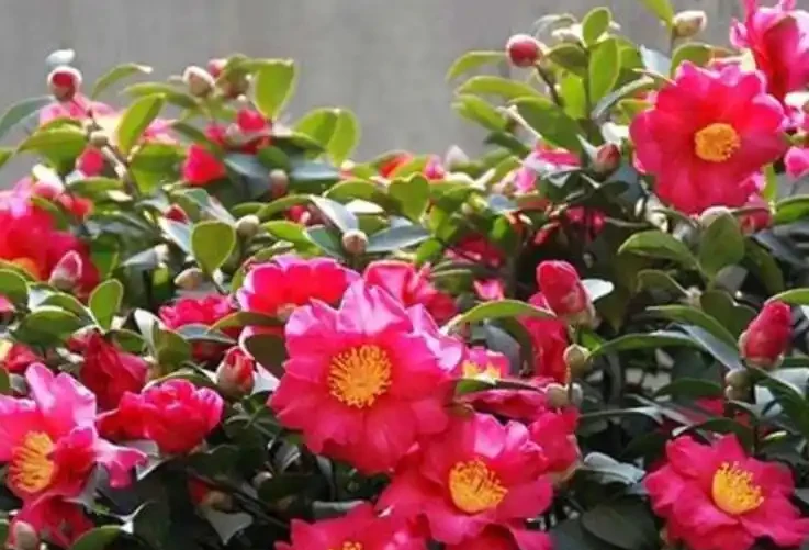 開花植物「促花肥」有3種,植物不同要合理選擇,不能盲目使用!