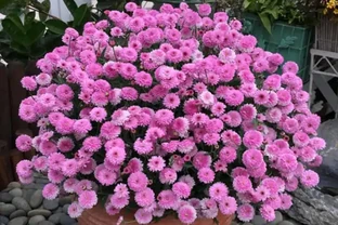 開花植物「促花肥」有3種，植物不同要合理選擇，不能盲目使用！