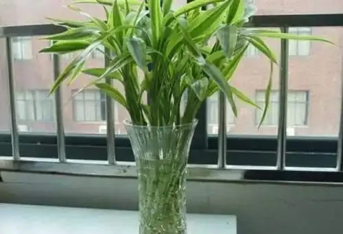 養萬年竹不用營養液,用4種水自制營養水,葉綠油亮、蹭蹭冒白根