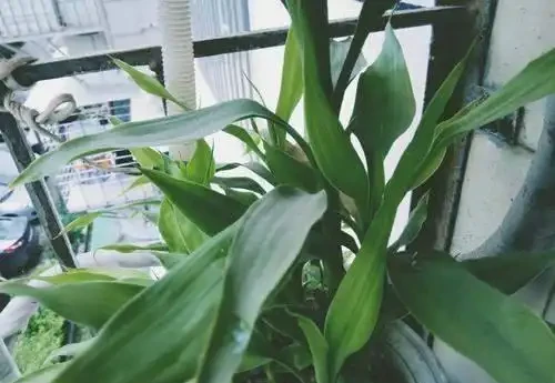 養萬年竹不用營養液,用4種水自制營養水,葉綠油亮、蹭蹭冒白根