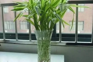 養萬年竹不用營養液，用4種水自制營養水，葉綠油亮、蹭蹭冒白根