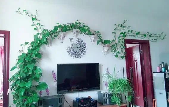 黃金葛養瘋了真是「累贅」,剪一下,反而更美觀