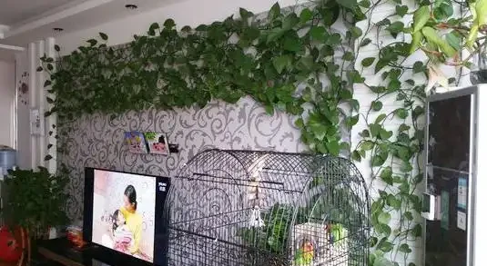 黃金葛養瘋了真是「累贅」,剪一下,反而更美觀