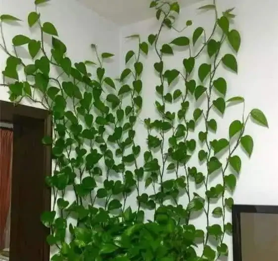 黃金葛養瘋了真是「累贅」,剪一下,反而更美觀