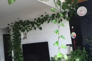 黃金葛養瘋了真是「累贅」，剪一下，反而更美觀