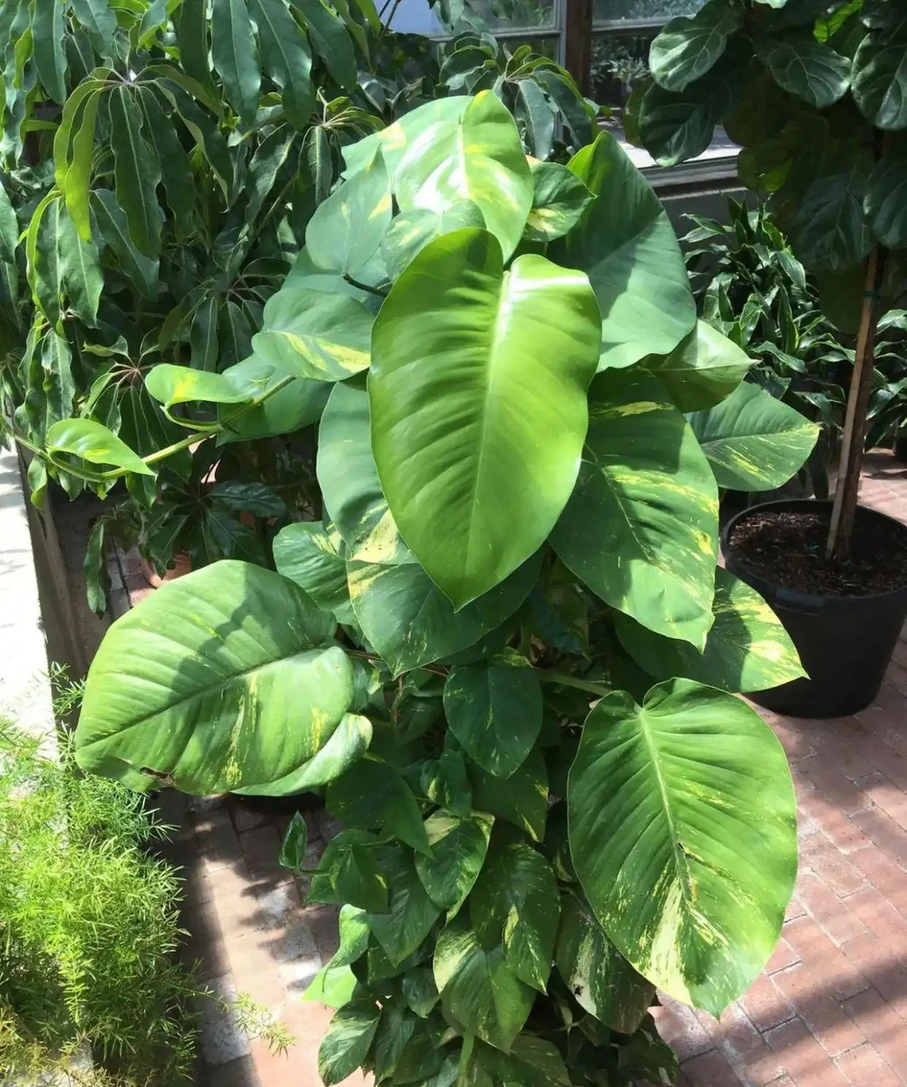 市場上買的普通小葉黃金葛,教你一招,輕鬆養成「大葉黃金葛」