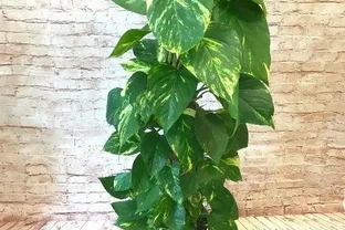 市場上買的普通小葉黃金葛，教你一招，輕鬆養成「大葉黃金葛」