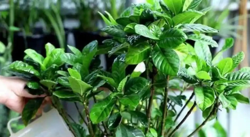 硫酸亞鐵養花,不要亂用,做好2個細節,長得旺盛葉子濃綠