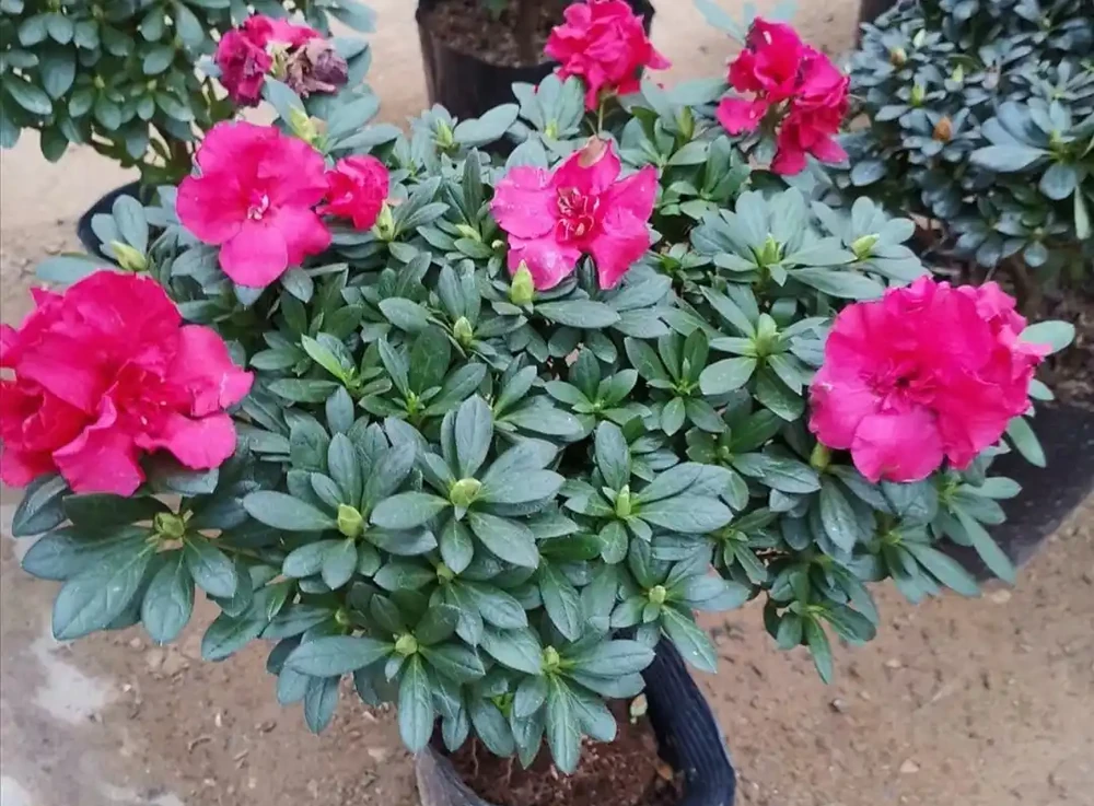 硫酸亞鐵養花,不要亂用,做好2個細節,長得旺盛葉子濃綠