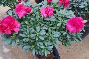 硫酸亞鐵養花，不要亂用，做好2個細節，長得旺盛葉子濃綠