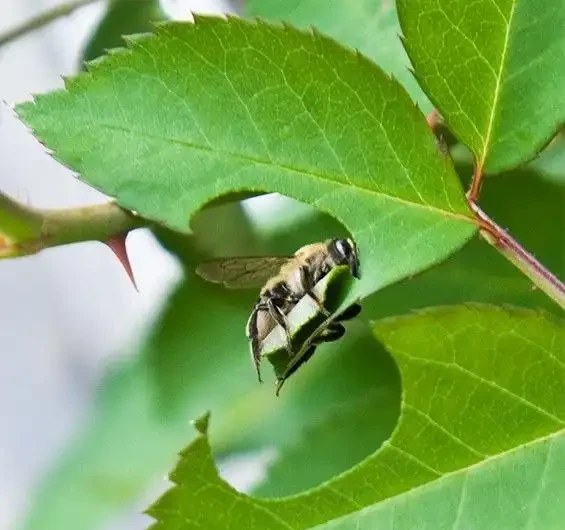 切葉蜂