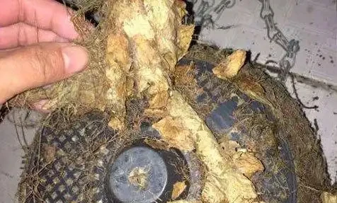 花盆下的切葉蜂巢