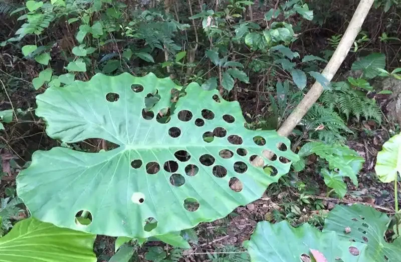 切葉蜂