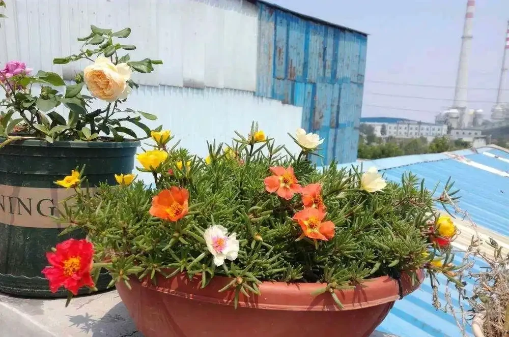 松葉牡丹過冬,一要剃頭,二要入室,安全過冬來年開成花海