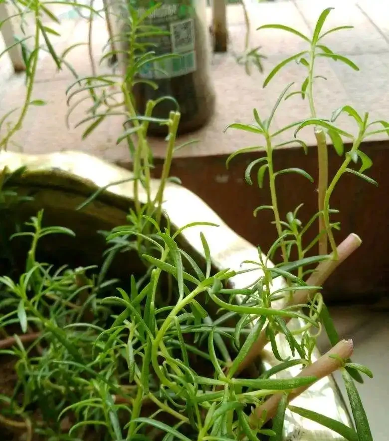 松葉牡丹過冬,一要剃頭,二要入室,安全過冬來年開成花海