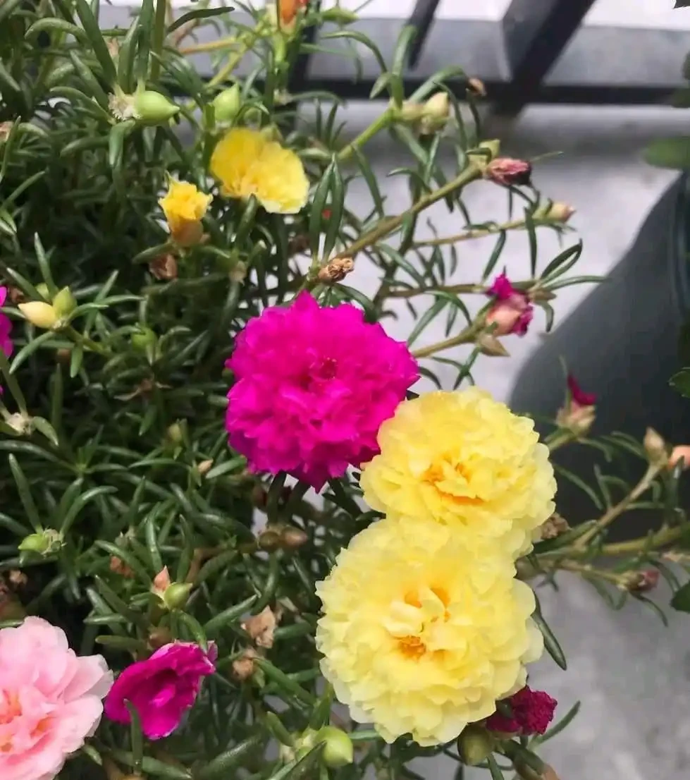 松葉牡丹過冬,一要剃頭,二要入室,安全過冬來年開成花海