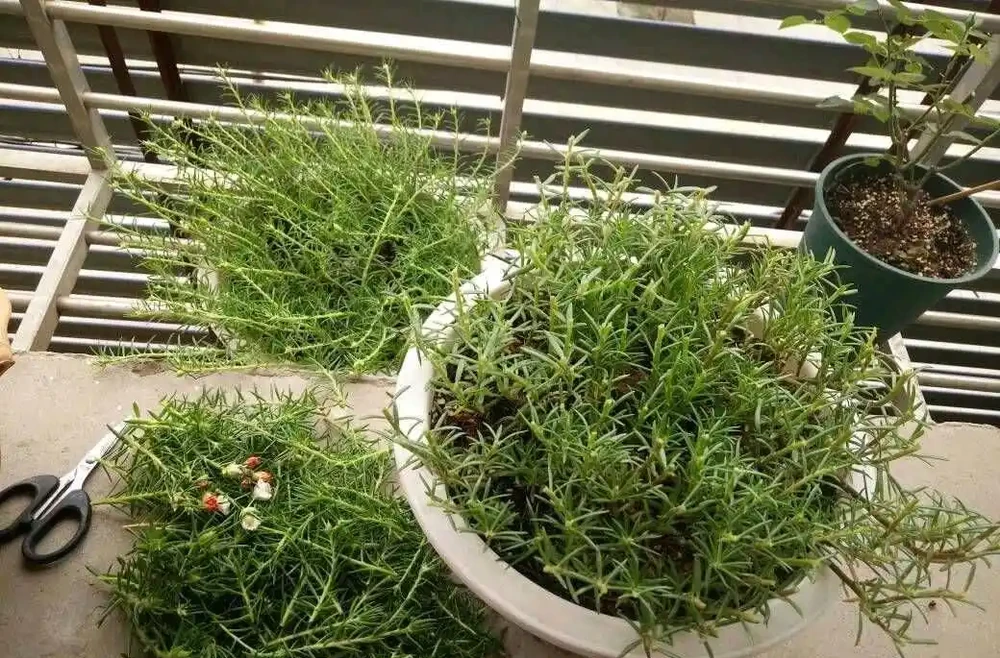 松葉牡丹過冬,一要剃頭,二要入室,安全過冬來年開成花海