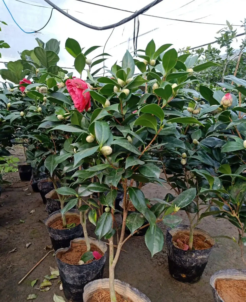 茶花「大老樁」很難養？摸透3個小竅門，長成大花樹，端莊滿樹花