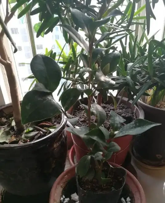 茶花「大老樁」很難養？摸透3個小竅門，長成大花樹，端莊滿樹花