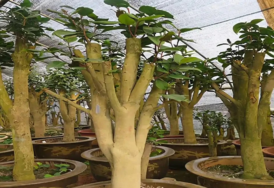茶花「大老樁」很難養？摸透3個小竅門，長成大花樹，端莊滿樹花