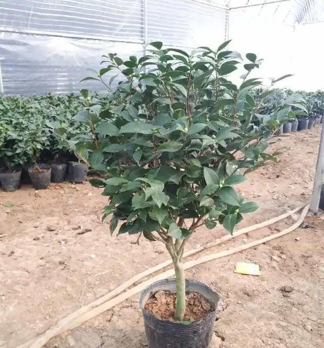 茶花「大老樁」很難養？摸透3個小竅門，長成大花樹，端莊滿樹花
