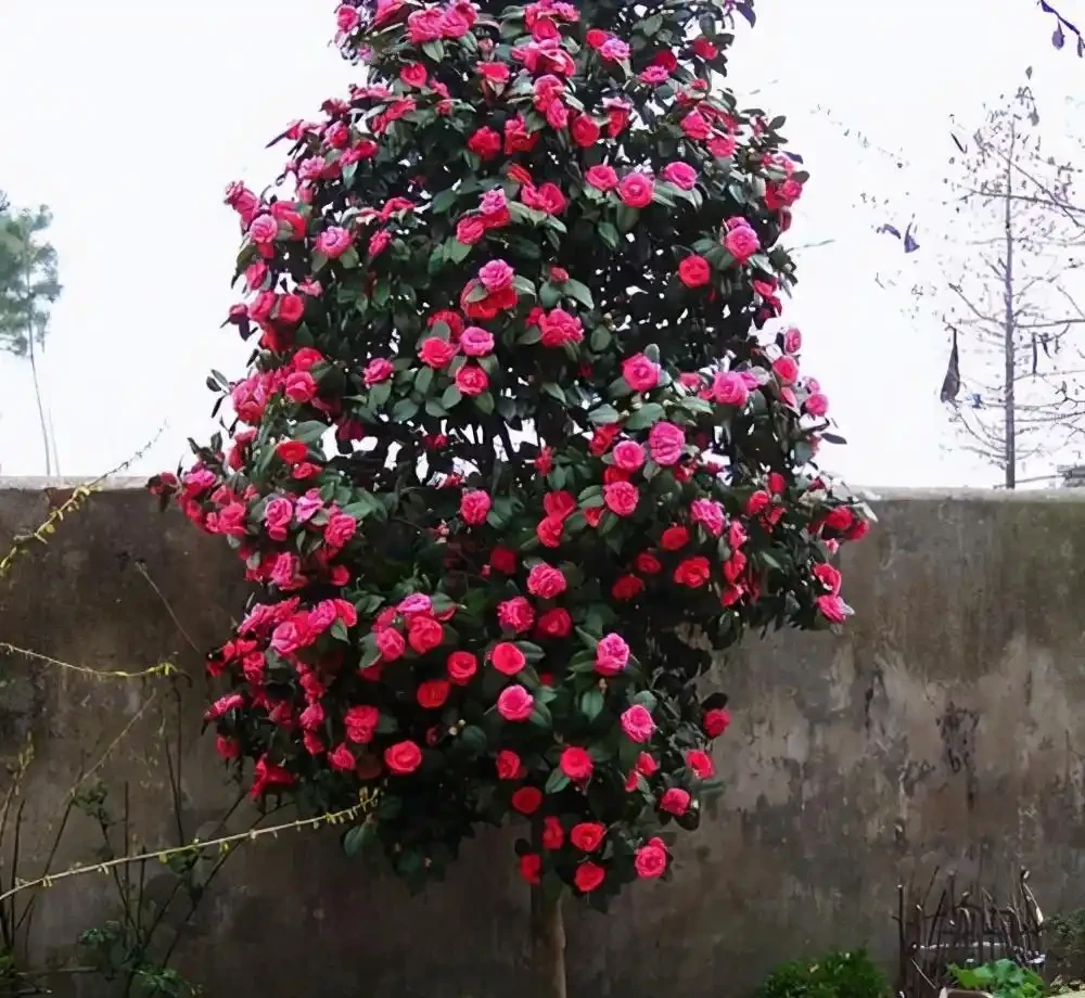 茶花「大老樁」很難養？摸透3個小竅門，長成大花樹，端莊滿樹花
