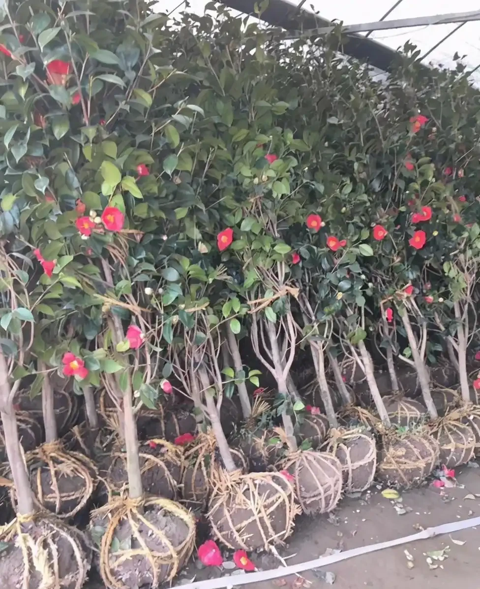 茶花「大老樁」很難養？摸透3個小竅門，長成大花樹，端莊滿樹花