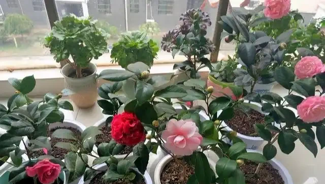 茶花「大老樁」很難養？摸透3個小竅門，長成大花樹，端莊滿樹花