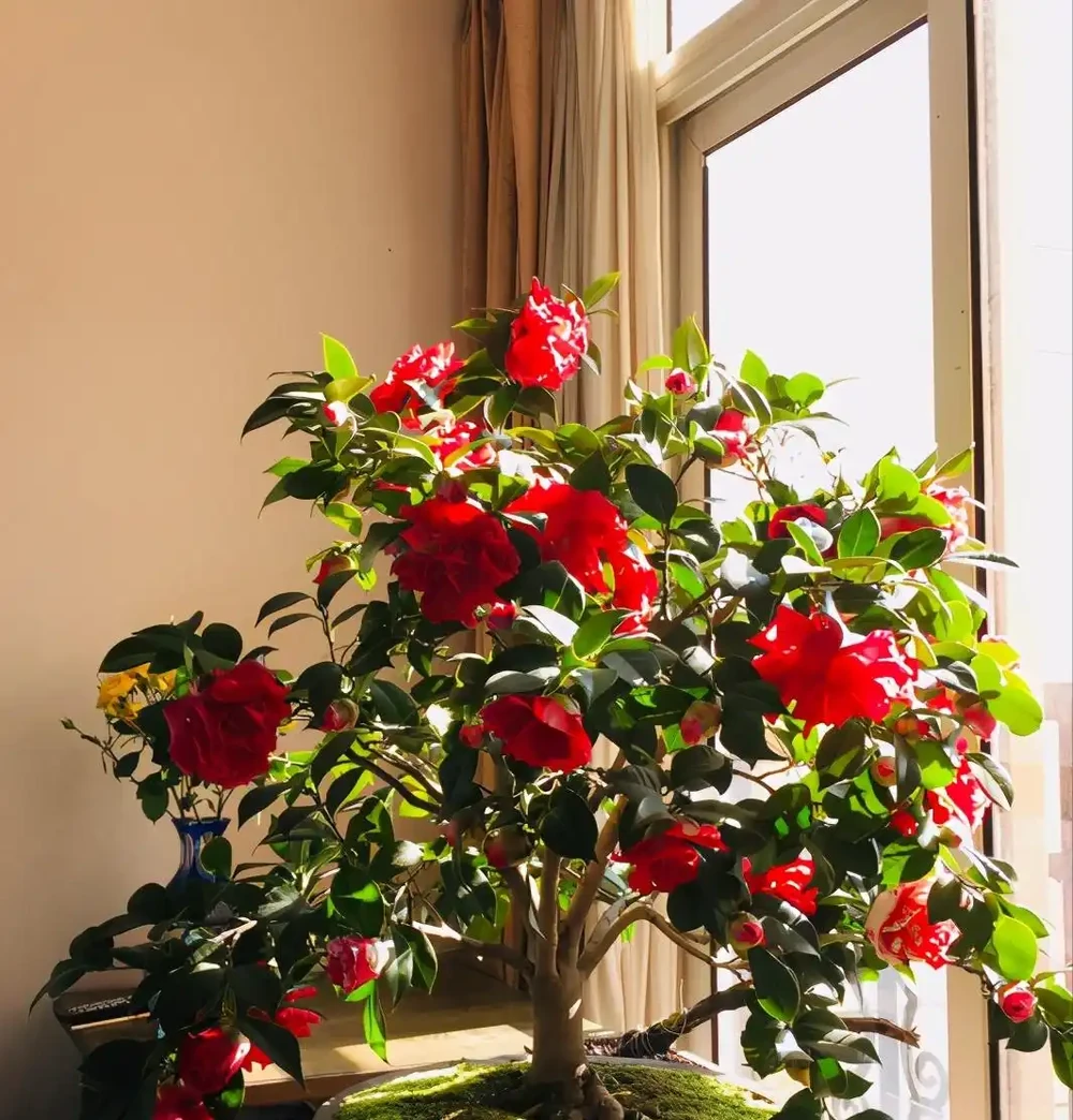茶花「大老樁」很難養？摸透3個小竅門，長成大花樹，端莊滿樹花