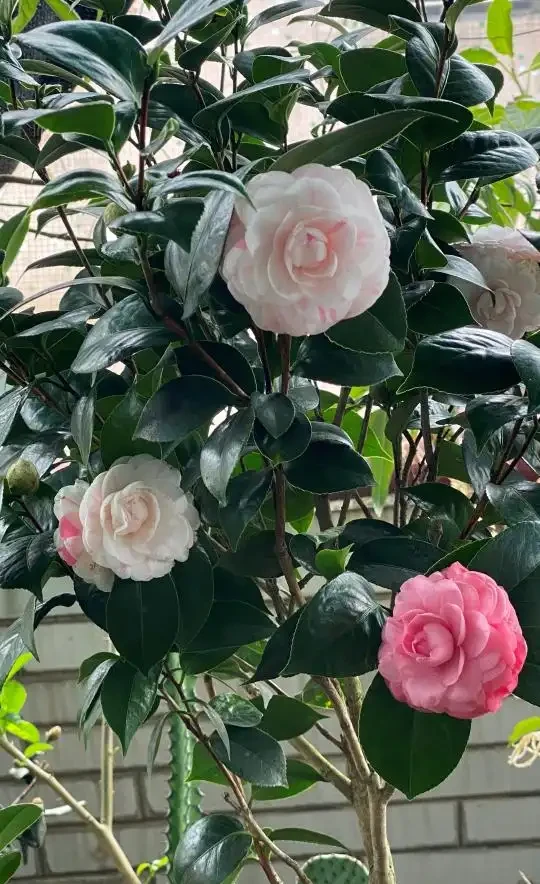 茶花「大老樁」很難養？摸透3個小竅門，長成大花樹，端莊滿樹花