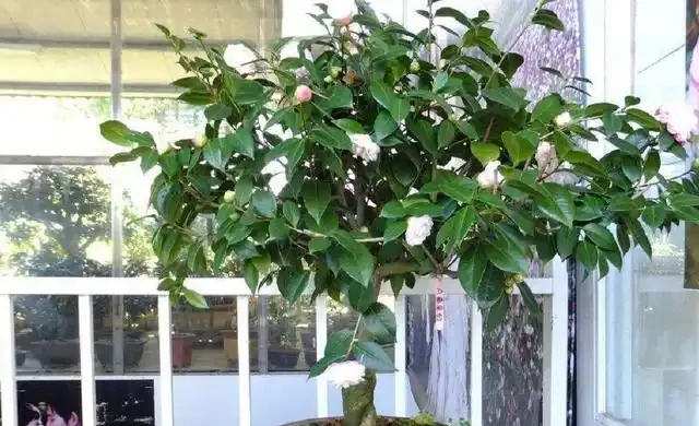 茶花「大老樁」很難養？摸透3個小竅門，長成大花樹，端莊滿樹花